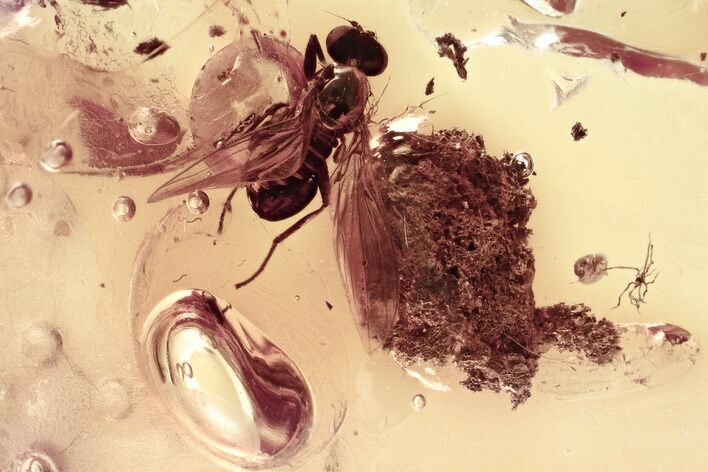 Detailed Fossil Long-Legged Fly (Dolichopodidae) in Baltic Amber #335748